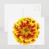 Afrikaantje Briefkaart (Voorkant / Achterkant)