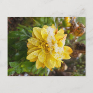 Afrikaantje in de sneeuw briefkaart