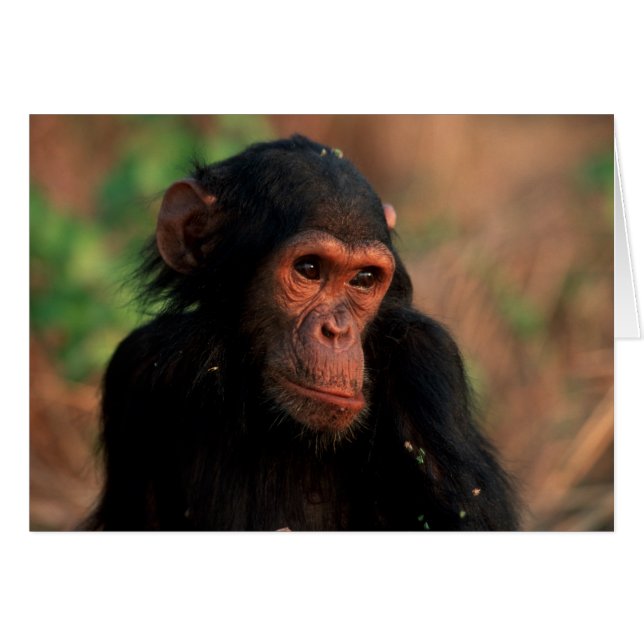 Afrique, Afrique de l'Est, Tanzanie (Devant horizontal)