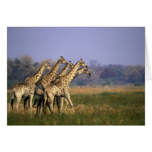 Afrique, Botswana, Réserve de gibier de Moremi