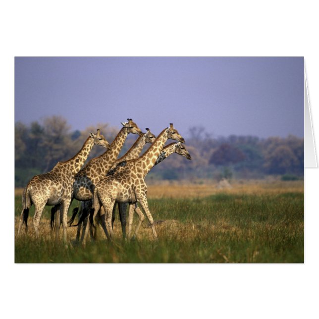Afrique, Botswana, Réserve de gibier de Moremi (Devant horizontal)