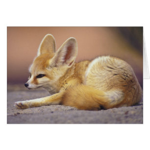 Afrique du Nord. Fennec Fennecus zerda)