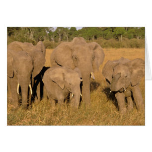 Afrique, Kenya, Masai Mara. Éléphant d'Afrique