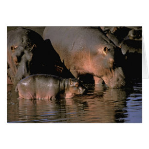 Afrique, Kenya, Masai Mara. Hippopotames communs