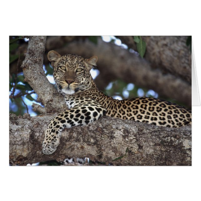 Afrique. Kenya. Masai Mara. Léopard (Panthera (Devant horizontal)