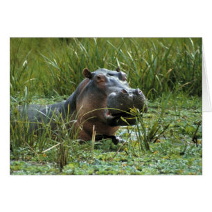 Afrique, Kenya, Masai Mara NR. Une hippopotame mèr