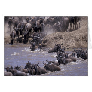 Afrique, Kenya, Parc national Masai Mara.