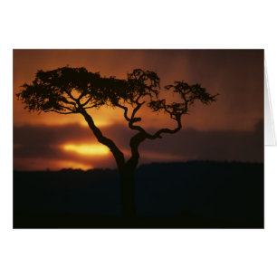 Afrique, Kenya, Réserve de Masai Mara, Cadre