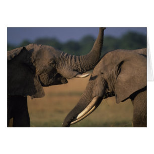 Afrique, Kenya, Réserve de Masai Mara, Deux Taurea