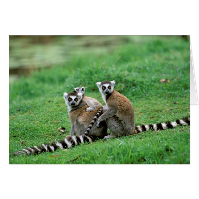 Afrique, Madagascar, Antananarivo, Tsimbazaza (Devant horizontal)