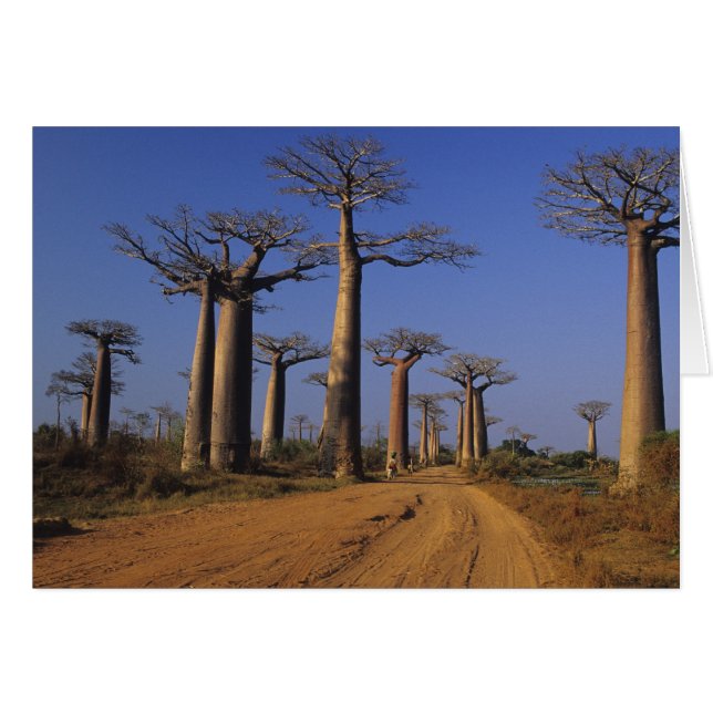 Afrique, Madagascar, Morondava, Allée des Baobabs. (Devant horizontal)