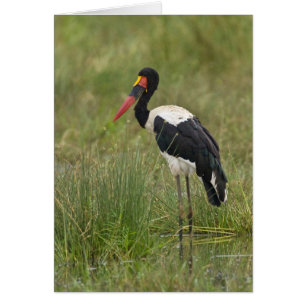 Afrique. Tanzanie. Cigogne à Saddle-billed mâle