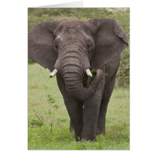 Afrique Tanzanie Éléphant dans le cratère du Ngoro