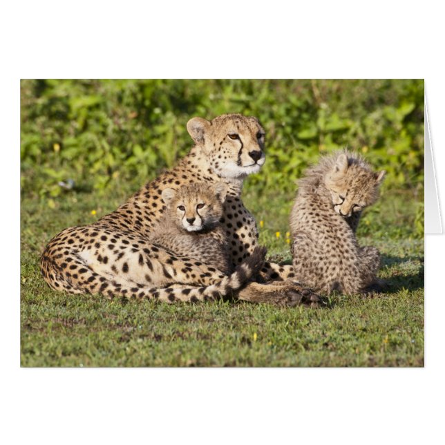 Afrique. Tanzanie. Guépine mère et petits 2 (Devant horizontal)