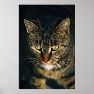 AFSLUITING FOTOGRAFIE VAN GRAY TABBY CAT POSTER