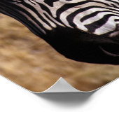 Afsluiting portret van een Zebra - Zimbabwe Poster (Hoek)