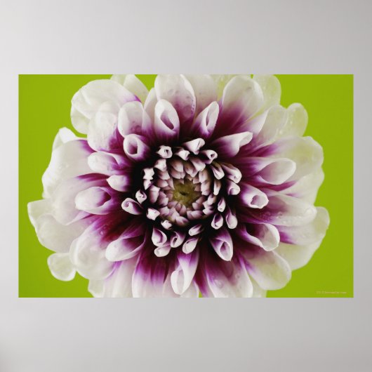 Afsluiting van een bloem poster (Voorkant)