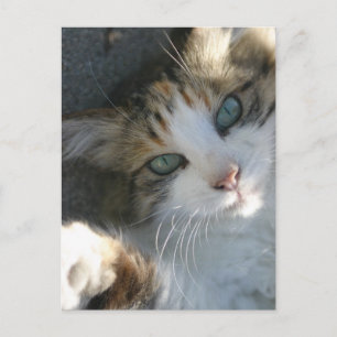 Afspeelbaar Kat Briefkaart