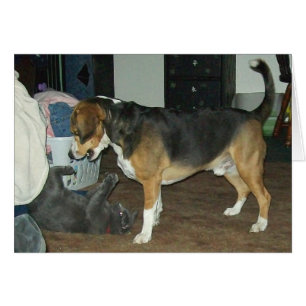 Afspeeltijd - Beagle Dog en Russische blauwe kat