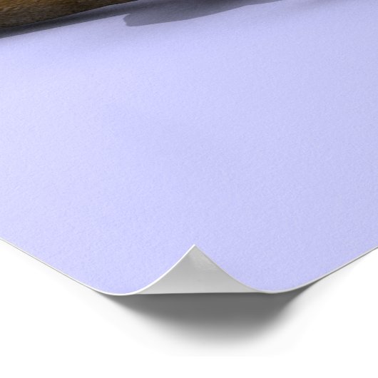 Afstuderen Coyote Poster (Hoek)