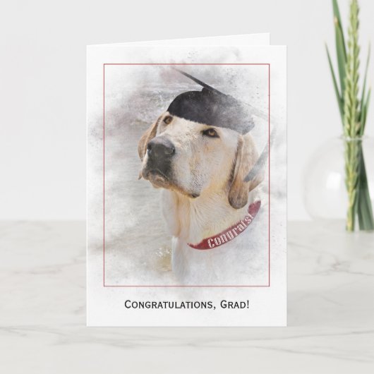 afstuderen felicitaties Labrador Retriever Kaart (Voorkant)