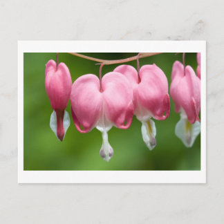 aftapmaag briefkaart