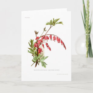 Aftappend Hart (spectablis Dicentra) Kaart