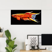 Afyosemion Australe Killifish Poster (Thuiskantoor)