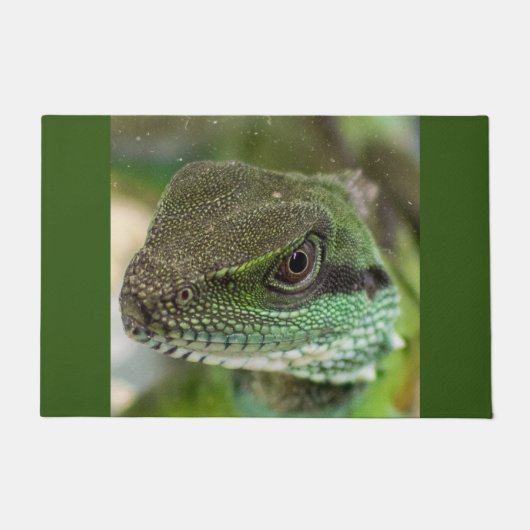 Agama, hagedis deurmat (Voorkant)