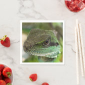 Agama, hagedis servet (Insitu)