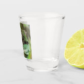 Agama, hagedis shot glas (Rechts)