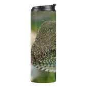 Agama, hagedis thermosbeker (Gedraaid links)