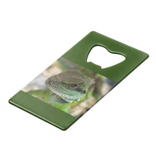 Agama, lizard (Dos Angle)