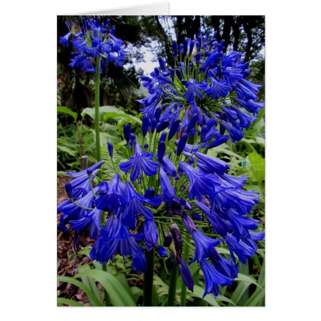 Agapanthus (Devant)