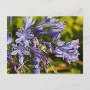 Agapanthus bloem en bijen briefkaart