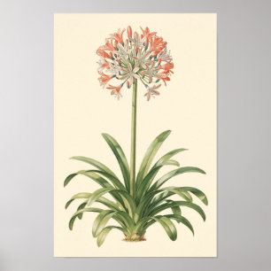 Agapanthus Botanische Studie Poster