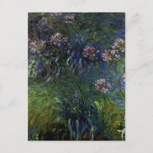 Agapanthus Briefkaart