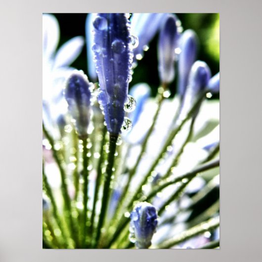 Agapanthus druppelt Poster (Voorkant)