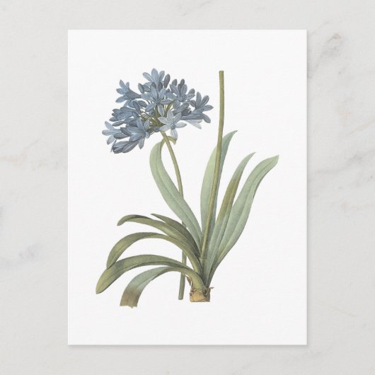 Agapanthus Flower Briefkaart (Voorkant)