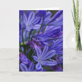 Agapanthus Kaart