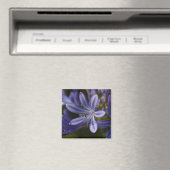 Agapanthus Magneet (Insitu (Vaatwasser))