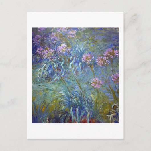 Agapanthus, Monet Briefkaart (Voorkant)