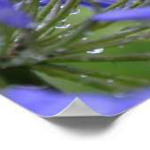 Agapanthus praecox, algemeen bekend als poster (Hoek)