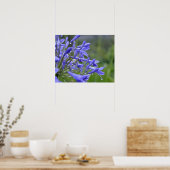 Agapanthus praecox, algemeen bekend als poster (Keuken)