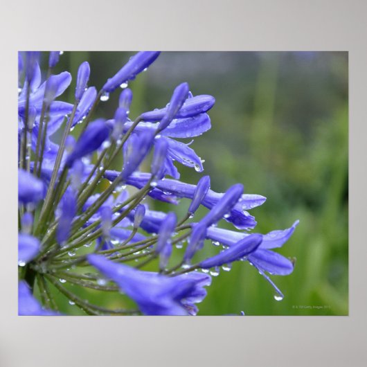 Agapanthus praecox, algemeen bekend als poster (Voorkant)