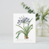 Agapanthus umbellatus briefkaart (Staand voorkant)