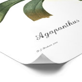 Agapanthus umbellatus poster (Hoek)