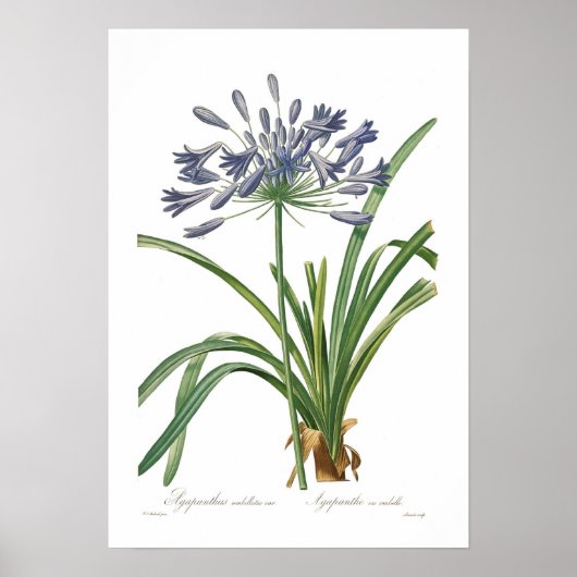 Agapanthus umbellatus poster (Voorkant)