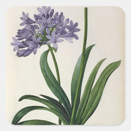 Agapanthus umbrellatus vierkante sticker (Voorkant)
