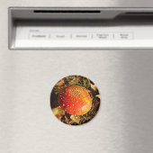 Agaric de volée Magnet (In Situ (Lave-vaisselle))